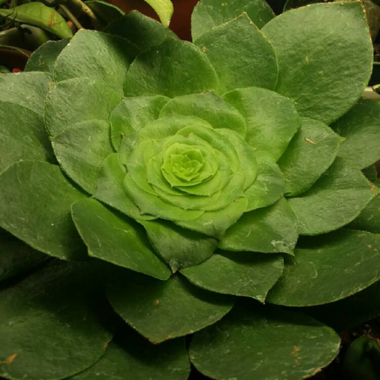 plant image 1565351