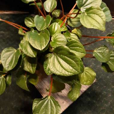 Peperomia