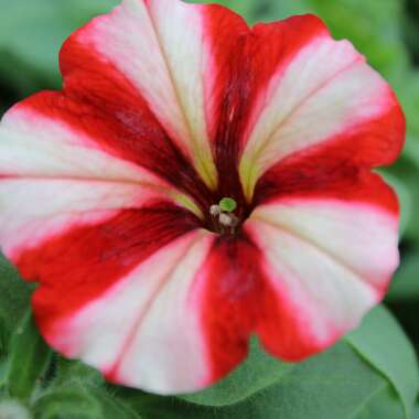 Petunia 'Wespecrachee' (Crazytunia Series) syn. Petunia 'Cherry Cheesecake'