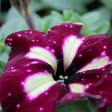 Petunia 'Kleph18389' syn. Petunia 'Starry Sky Burgundy', Petunia 'Headliner Starry Sky Burgundy'