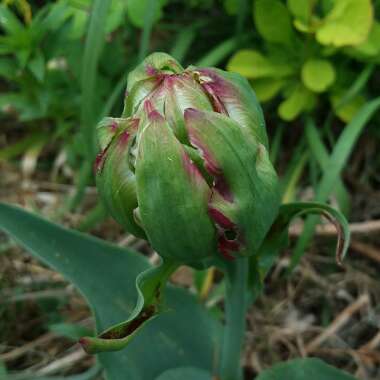 Tulipa (Double Late Group)