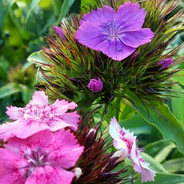 Dianthus barbatus