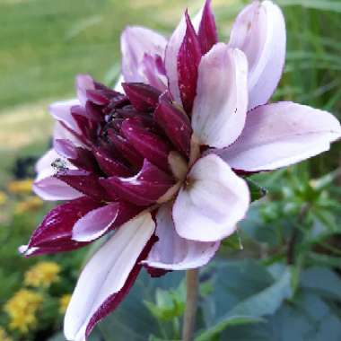 Dahlia 'Creme De Cassis'