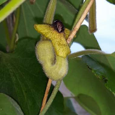 Aristolochia Tomentosa