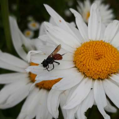 Leucanthemum x superbum 'Alaska'