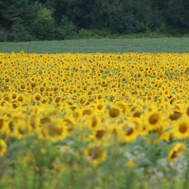 Helianthus annuus