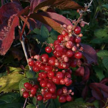 Maianthemum racemosum