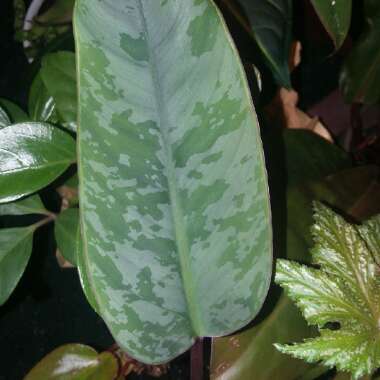 Apoballis acuminatissima