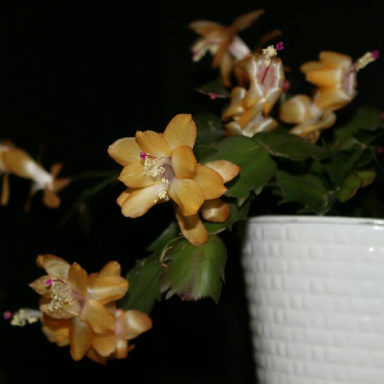 plant image 1637156