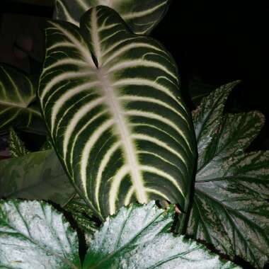 Caladium Lindenii syn. Phyllotaenium lindenii  ;  Xanthosoma lindenii