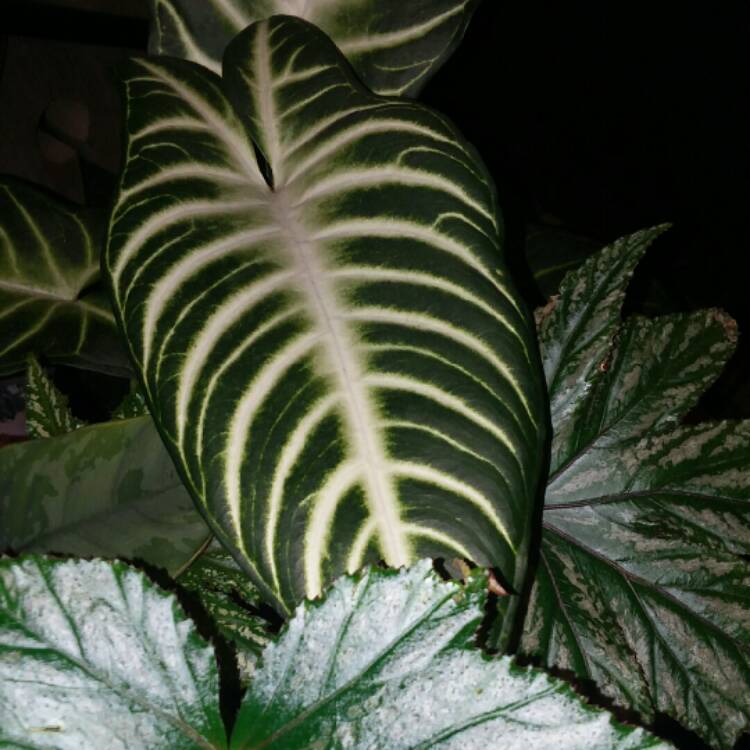 Plant image Caladium Lindenii syn. Phyllotaenium lindenii  ;  Xanthosoma lindenii