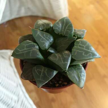 Haworthia Bayeri