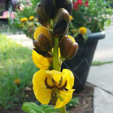 Senna didymobotrya syn.Cassia didymobotrya