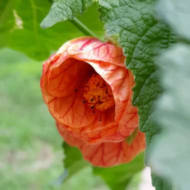 Abutilon