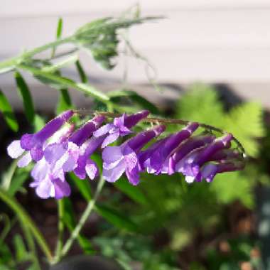 Vicia villosa