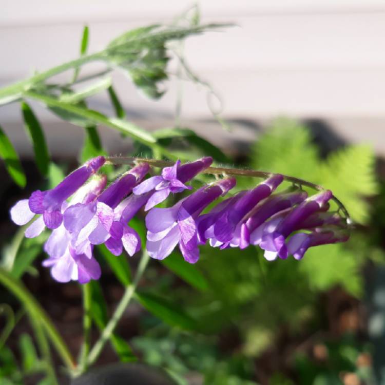 Plant image Vicia villosa