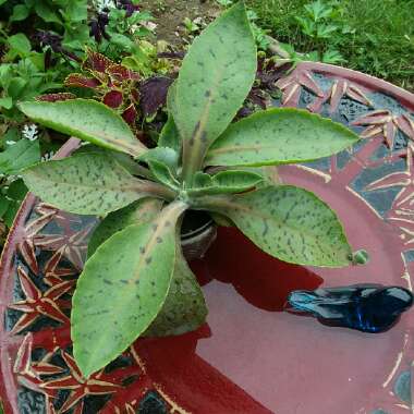 Kalanchoe Gastonis-bonnieri