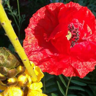 Papaver rhoeas