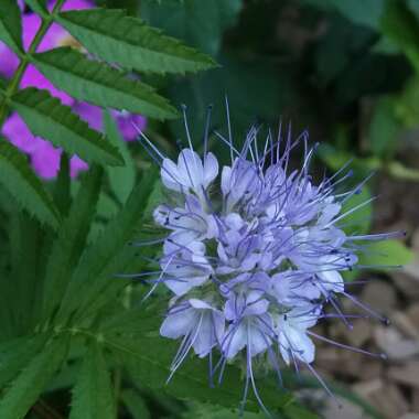 Phacelia tanacetifolia