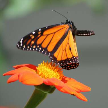 Tithonia rotundifolia 'Torch'