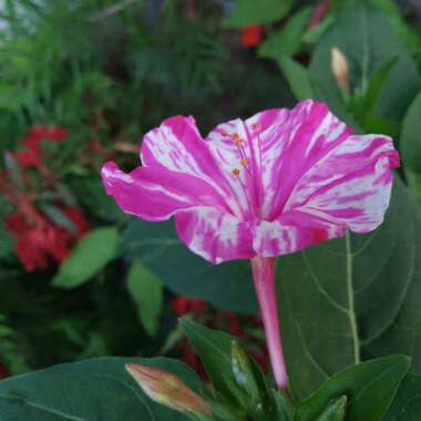 Mirabilis jalapa 'Kaleidoscope'