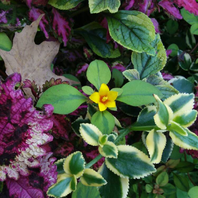 Plant image Lysimachia Congestiflora 'Waikiki Sunset' (formerly 'Walkabout Sunset')