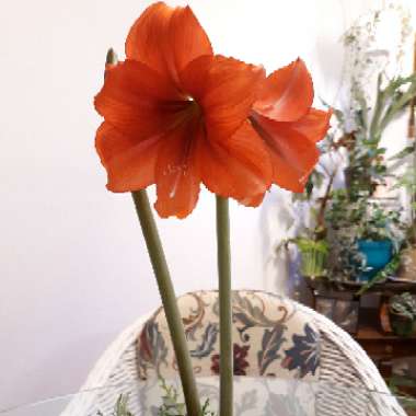 Hippeastrum