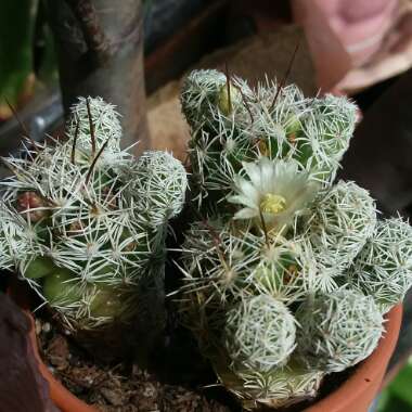 Mammillaria Vetula var. Gracilis