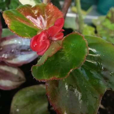 Begonia 'Dragon Wing'