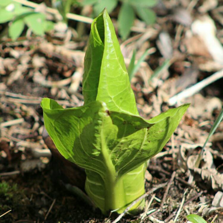 plant image 1710565