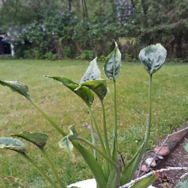 Alocasia 'Tiny Dancers'