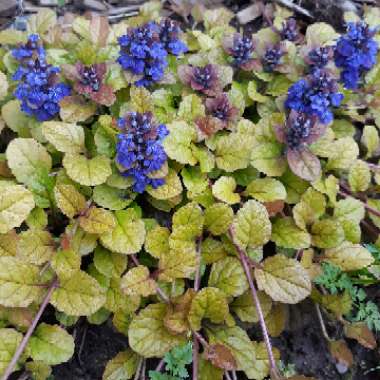 Ajuga Hybrid 'Parrot Paradise '