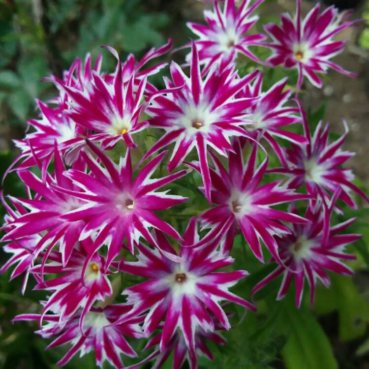 Plant image Phlox drummondii 'Popstars' (Mix)