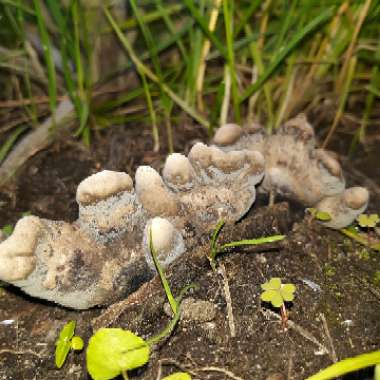 Xylaria polymorpha