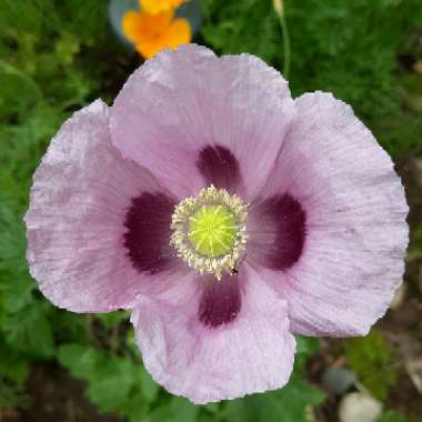 Papaver Somniferum 'Hungarian Blue'