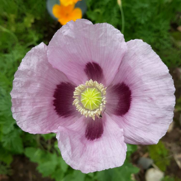 Plant image Papaver Somniferum 'Hungarian Blue'