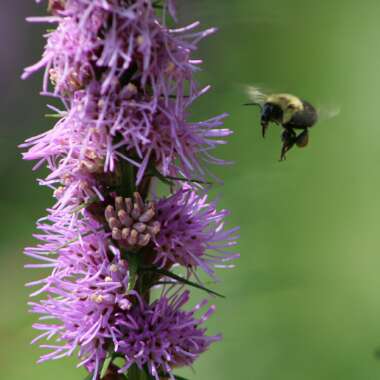 Liatris spicata