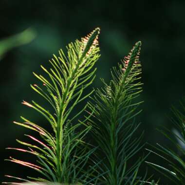 Liatris spicata