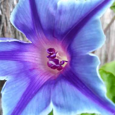 Morning Glory 'Blue Picotee'