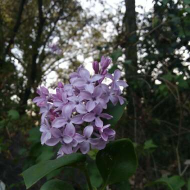 Syringa