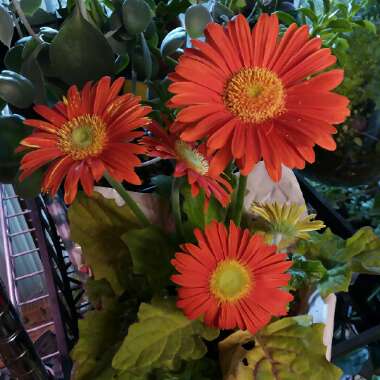 Gerbera Daisy