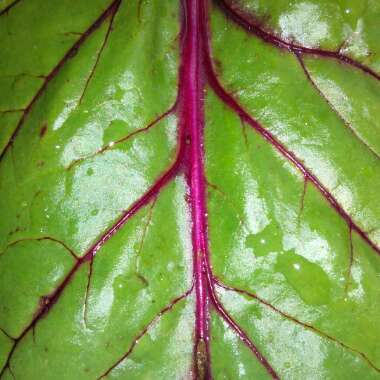 Beta Vulgaris 'Boltardy'