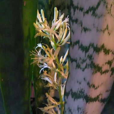 Sansevieria