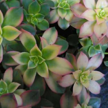 Aeonium Haworthii Dreamcolour