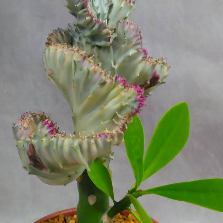 Plant image Euphorbia lactea 'Rainbow Crest'