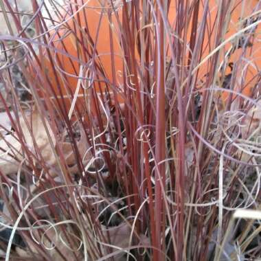 Carex buchananii