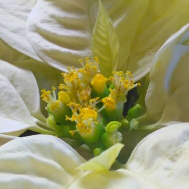 Euphorbia pulcherrima 'Fislemon' syn. Euphorbia pulcherrima 'Lemon Snow'