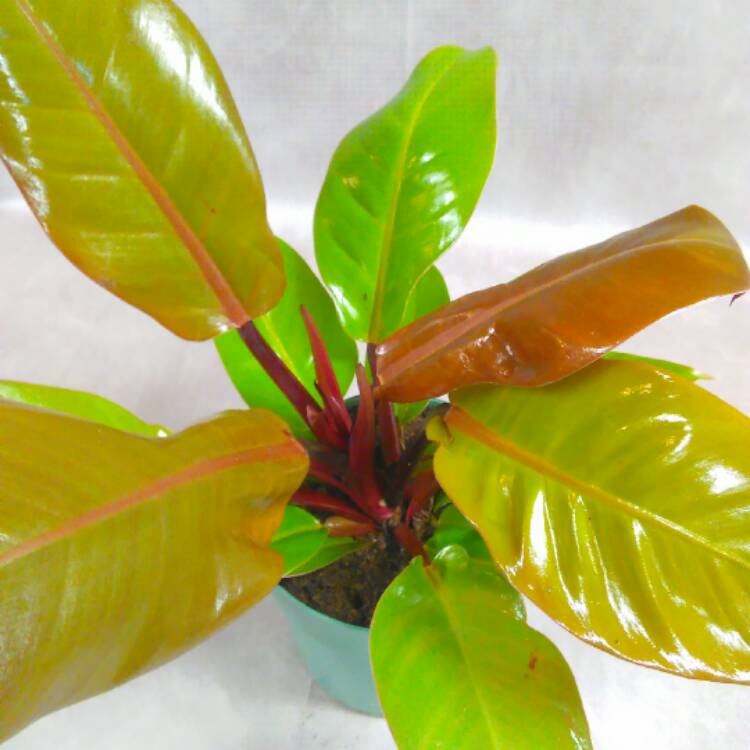 Plant image Philodendron 'Prince of Orange' syn. Philodendron 'Orange Prince'