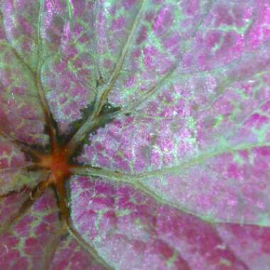 Begonia (Rhizomatous)