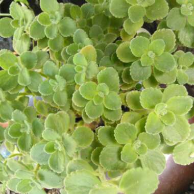 Plectranthus 'Cerveza 'n Lime'